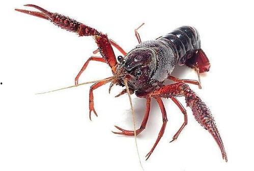 四川小龙虾爆料视频最新,揭秘当地美食背后的秘密与魅力